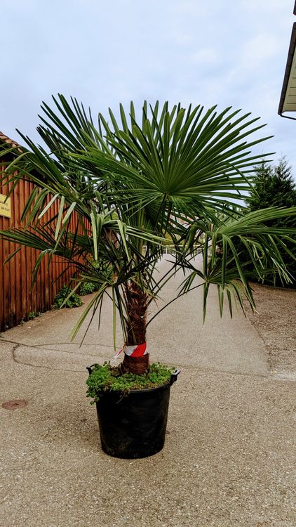 Tessinerpalme Hanf Palme Schweizer Zucht 2.2m 60cm Stamm Kaufen auf