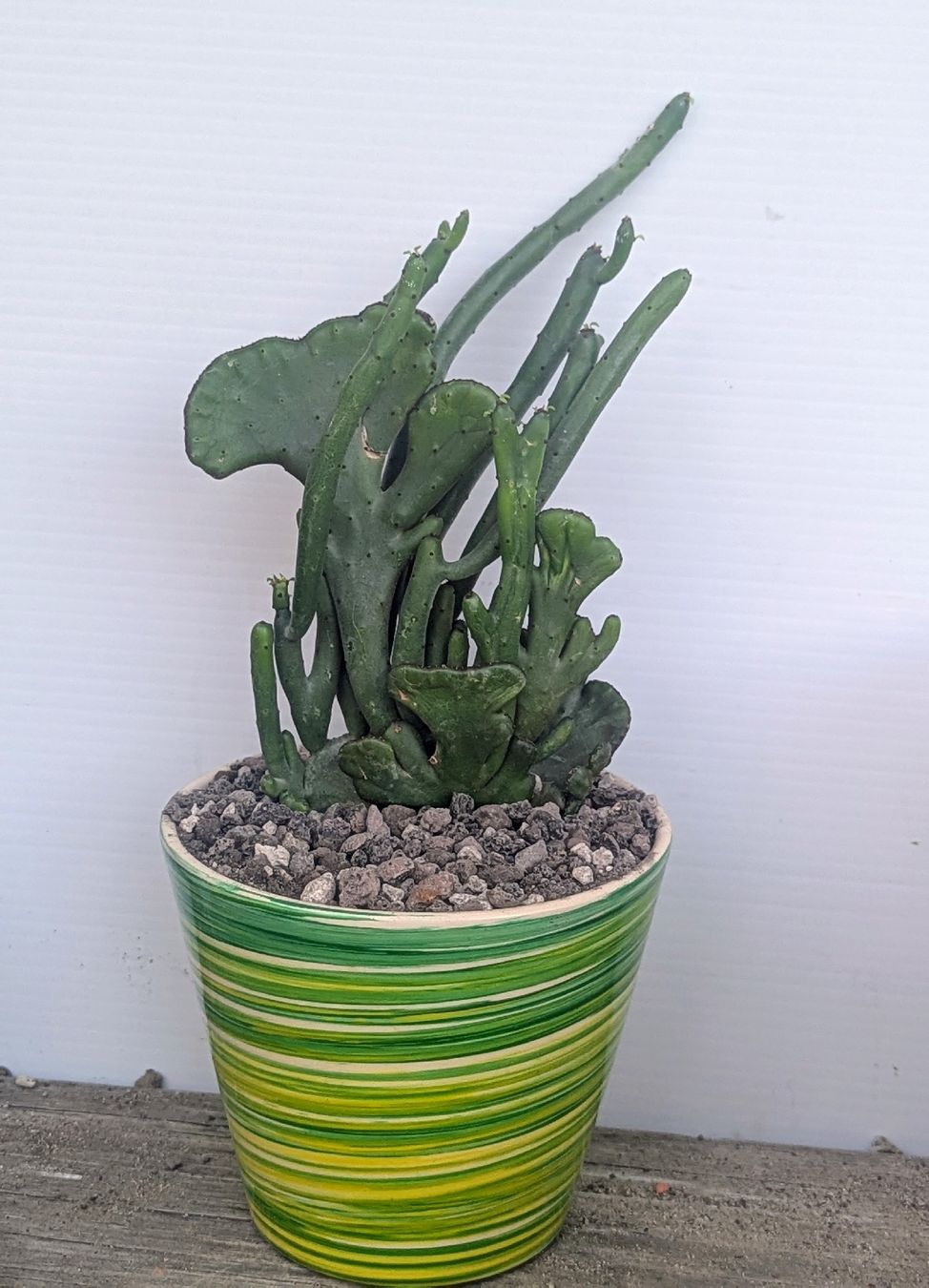 Pflanzen & Samen: Euphorbia leucodendron cristata  – Gebraucht aus Comano von che_8lc2