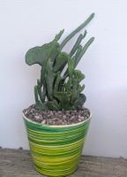 Euphorbia leucodendron cristata 