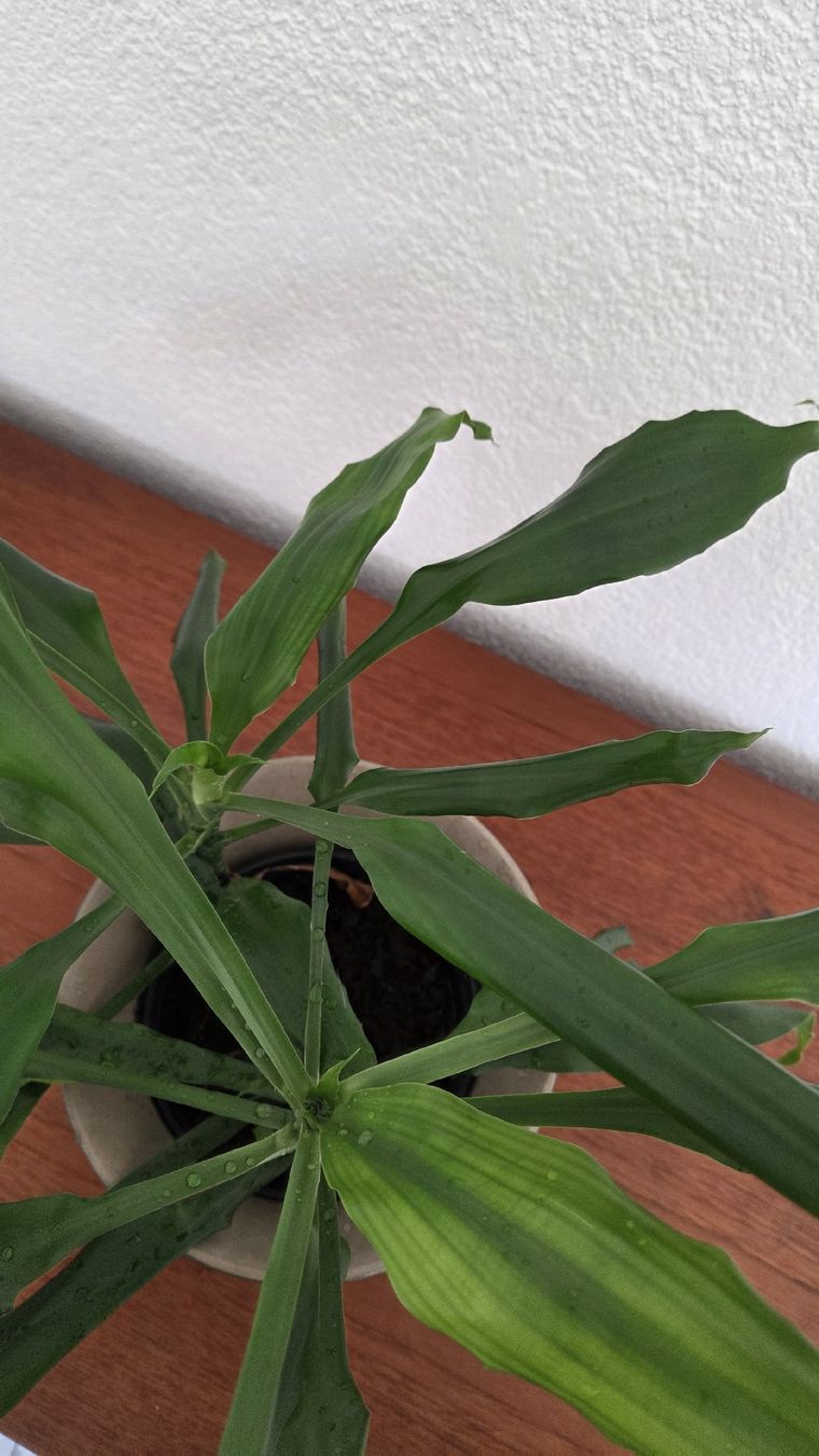 Piante & sementi: Drachenbaum (Dracaena) ohne Topf – Usato da Bern venduto da lil_5vnv 1