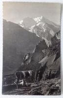 Kandersteg, Alp Golitschen, Balmhorn-Altels
