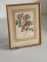 Botanischer Rosendruck - Rosa Pumila - Redoute-Stil