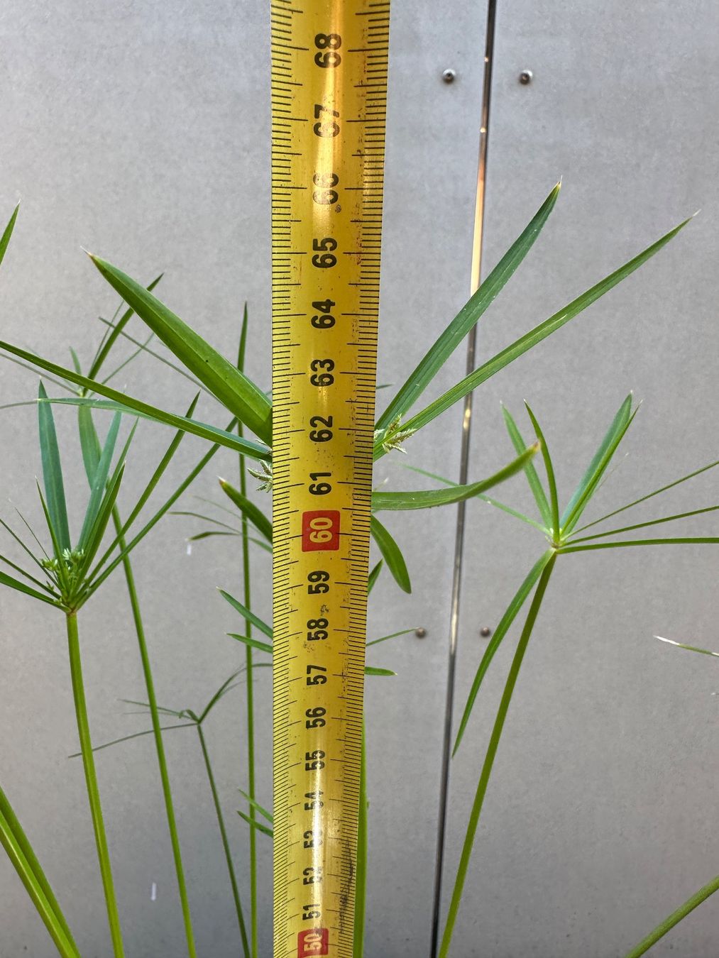 Plantes & graines: PAPYRUS STECKLING – D'occasion à Zürich par NIKI777 4