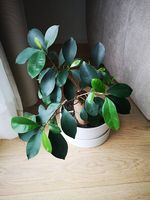 Bonsai Ficus ca. 12 Jahre  alt