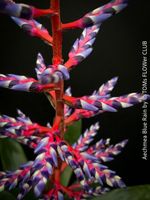 Aechmea Blue Rain - Exotische Bromelie mit  "wow" Blüten