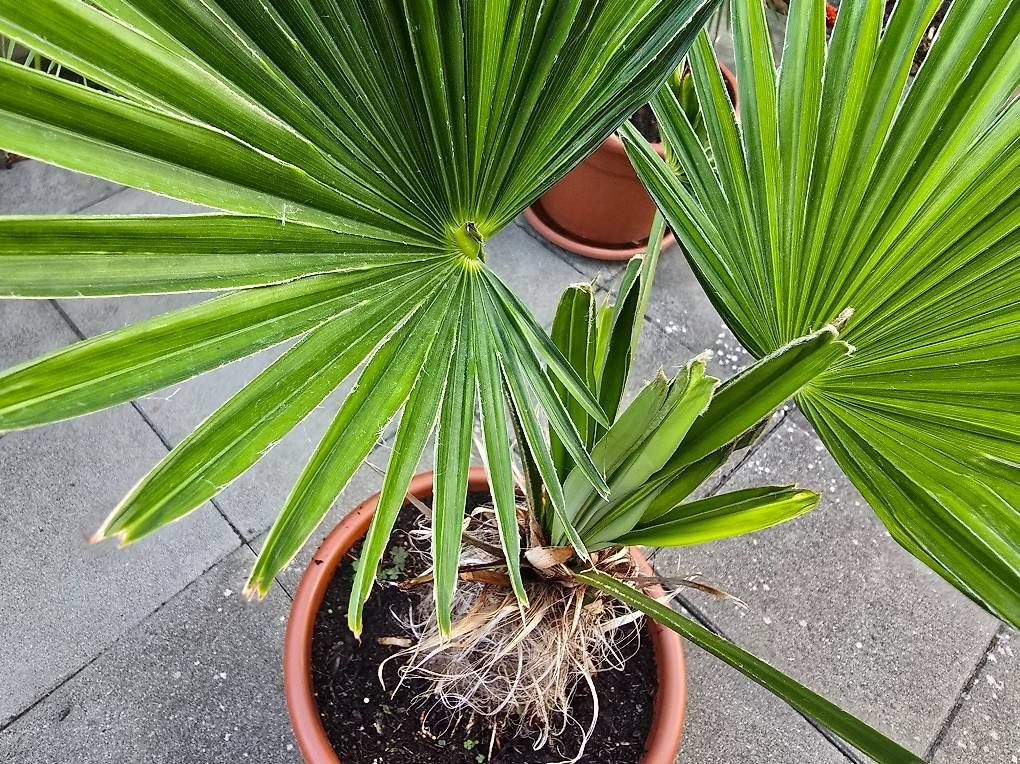 Pflanzen & Samen: Seltene Palme – Gebraucht aus Aarburg von popkorn65 1