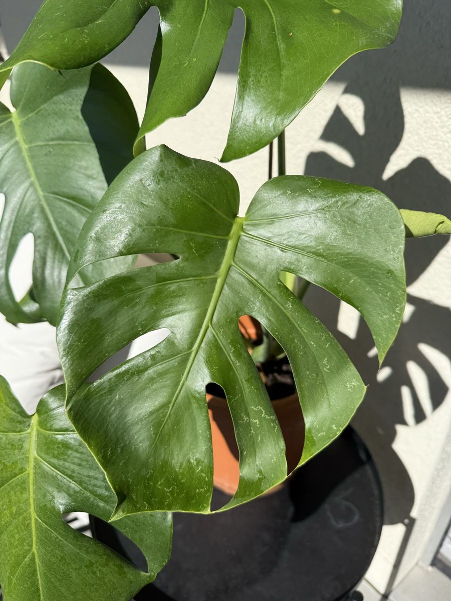 Piante & sementi: Monstera Pflanze Ableger gebraucht – Usato da Menziken venduto da Fluriology 4