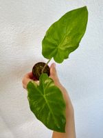 Alocasia Portodora – young plant 🌱