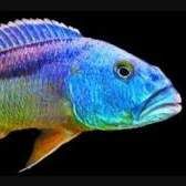 Profile image of Aqua-id