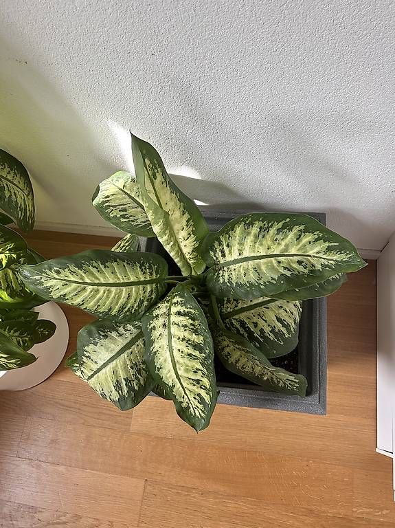 Plantes & graines: Pflanze  – D'occasion à Allschwil par ann_2t6s 1