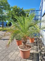 Kanarische Dattelpalme mittelgross
