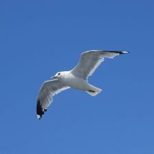 Profile image of Dreitannenengel