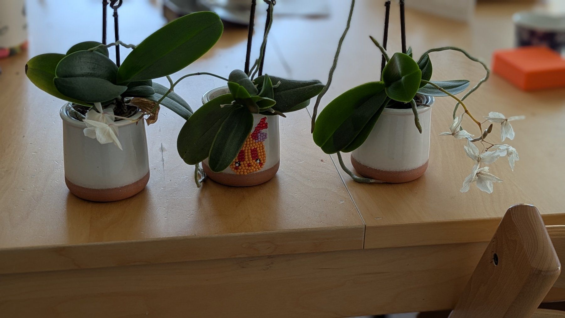 Piante & sementi: Orchideen Pflanzen Set – Usato da Zürich venduto da nurp