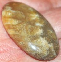 Cabochon L-1936 – Fossil Koralle – 38x21mm