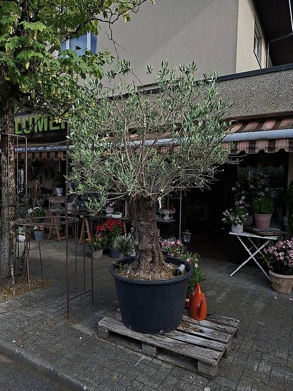 Plantes & graines: Olivenbaum ca 120 Jährig – D'occasion à Steffisburg par Tim4.11 3