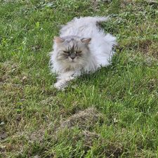 Profile image of saphircat