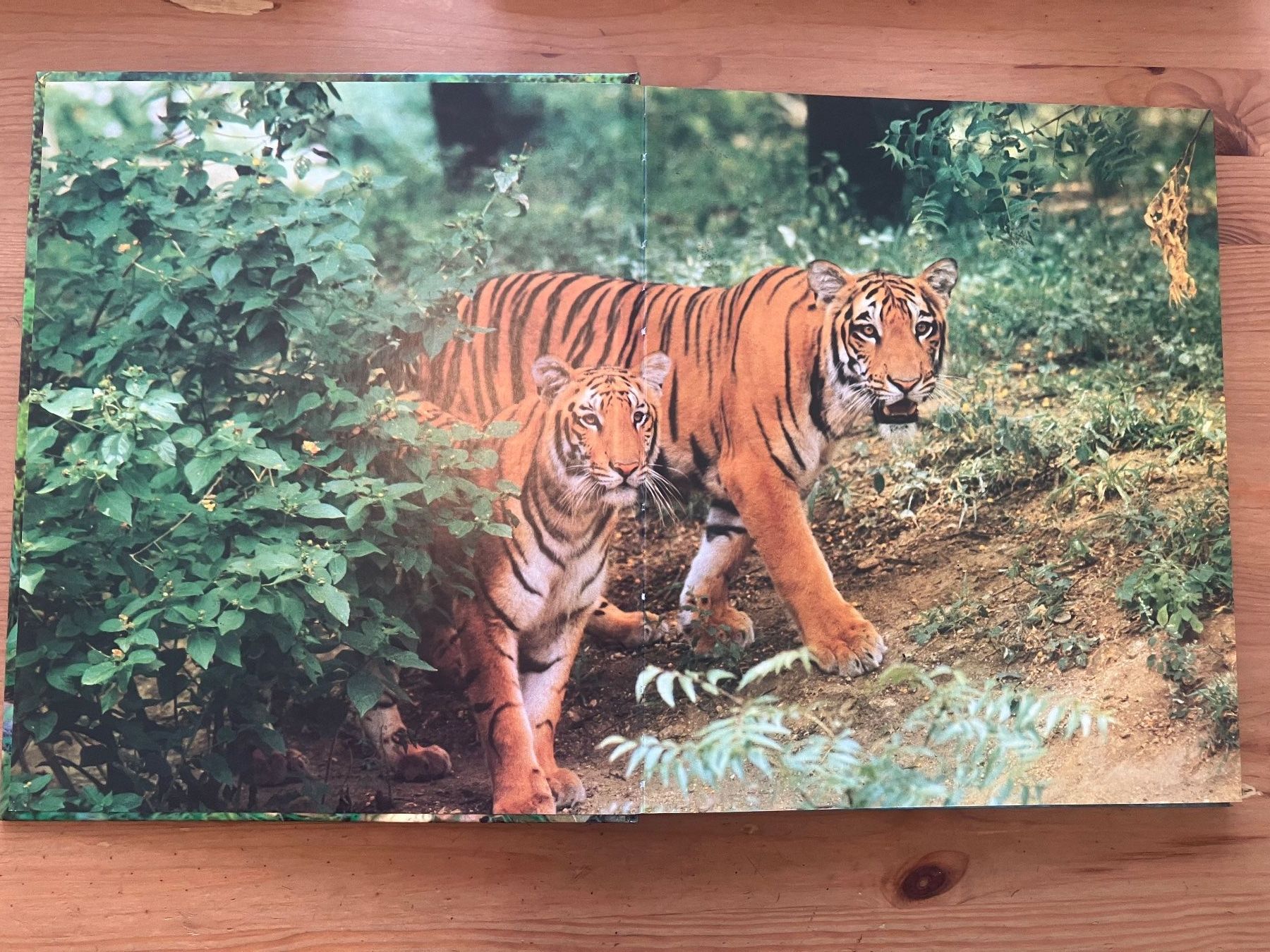 Libri: Les Animaux d'Asie – Usato da Meyrin venduto da Julien333 1
