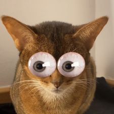 Profile image of SPATZEL666