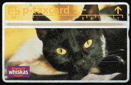 Taxcard 403L_48994 Whiskas Blacky  Katze ungebraucht