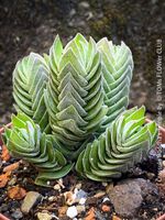 Crassula ‘Buddha’s Temple’ - seltene Architektur-Sukkulente