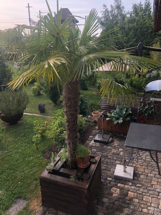 Palme ("TessinerPalme" winterfest, Stammhöhe 2m) Kaufen auf Ricardo