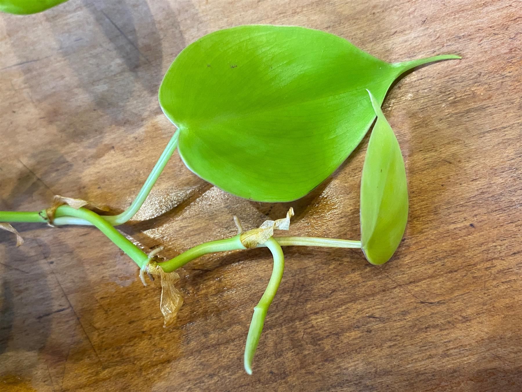 Piante & sementi: Philodendron hederaceum  Lemon Lime, Steckling – Nuovo (secondo la descrizione) da Winterthur venduto da Aniger 5