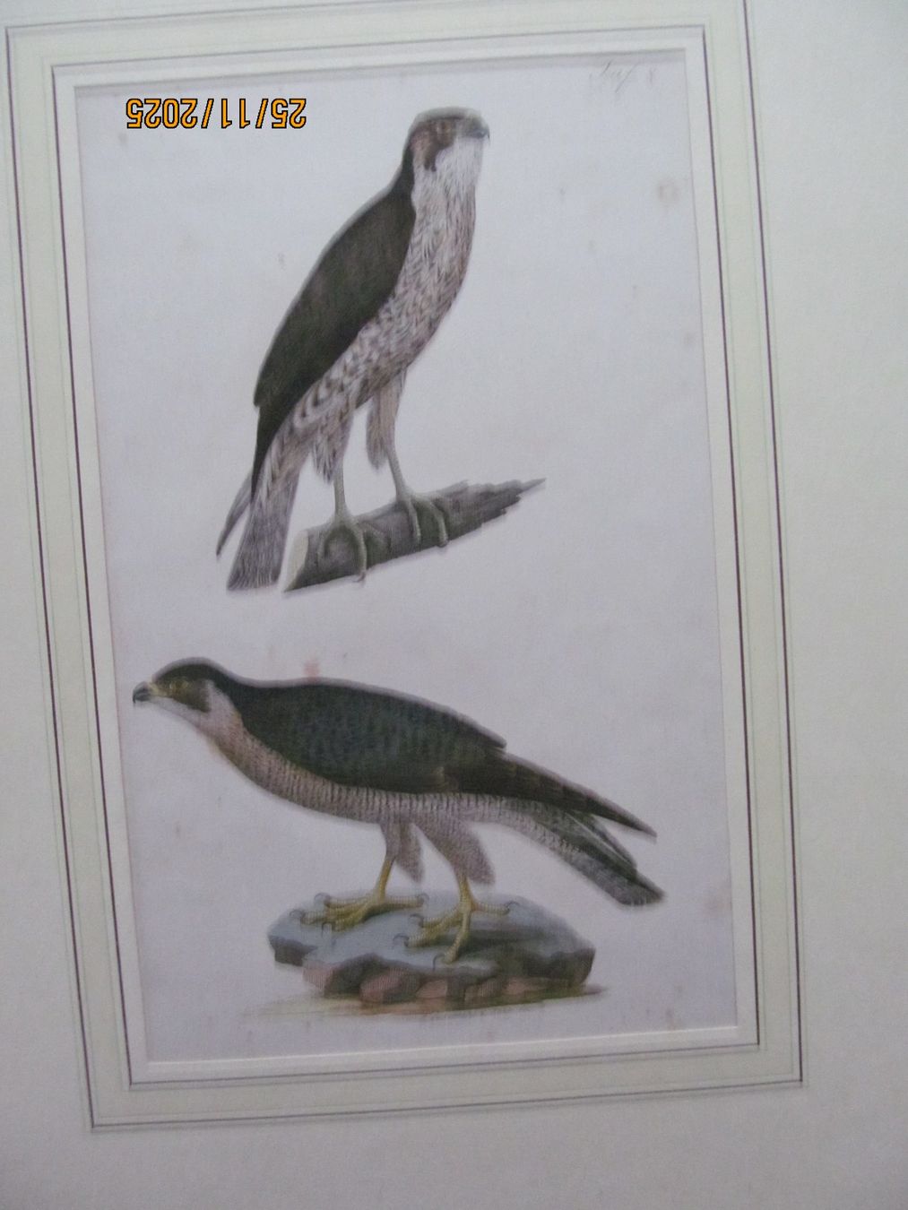 Grafica & Litografie: Diverse Vogelbilder  5 Blätter – Nuovo (secondo la descrizione) da Hergiswil NW venduto da Panda1990
