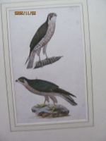 Diverse Vogelbilder  5 Blätter