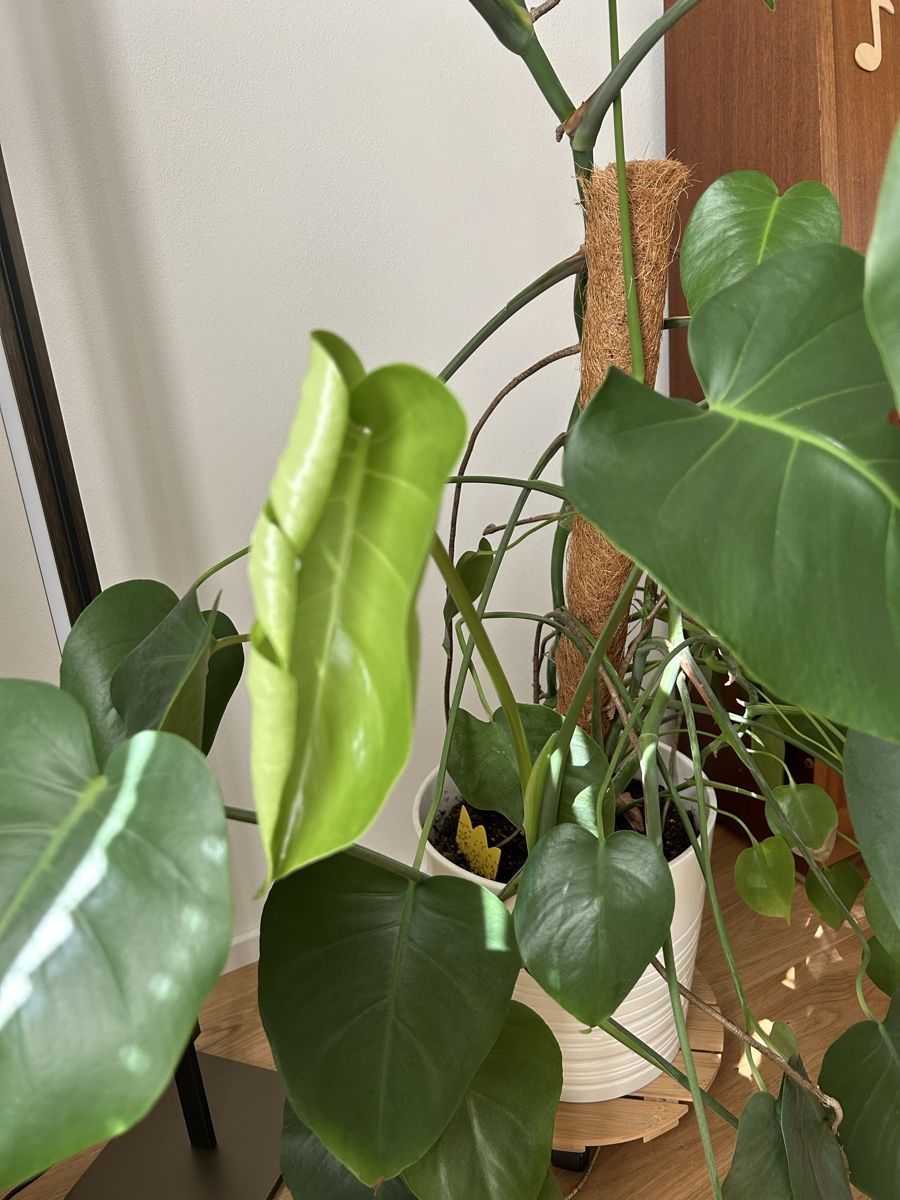 Pflanzen & Samen: Monstera Deliciosa Zimmerpflanze – Gebraucht aus Happerswil von luburkard 3