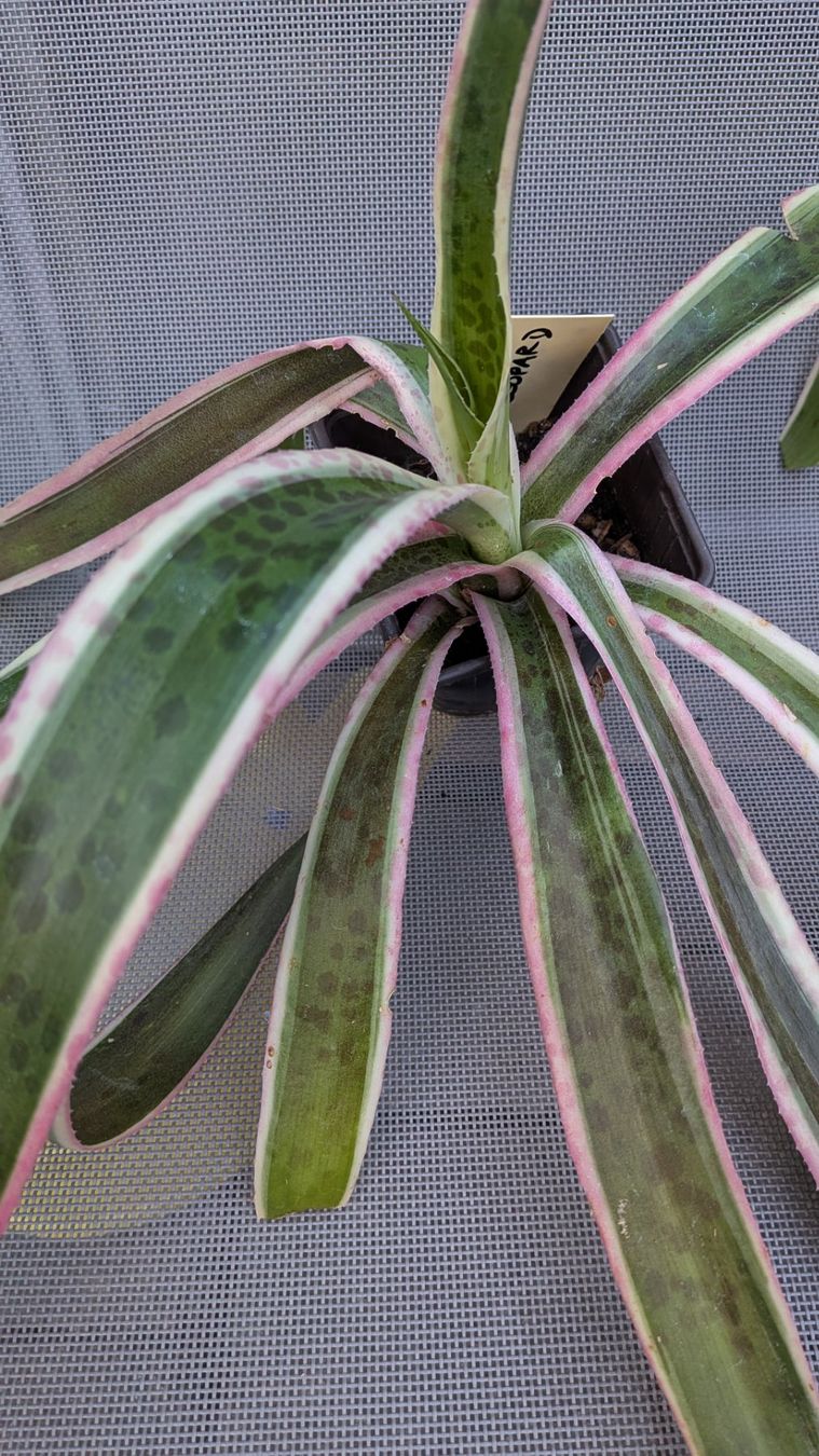 Piante & sementi: Mangave ev. snow leopard (Agave hybr.) – Usato da Horw venduto da Rebuho 2