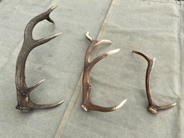 3 schöne Hirsch Abwurfstangen