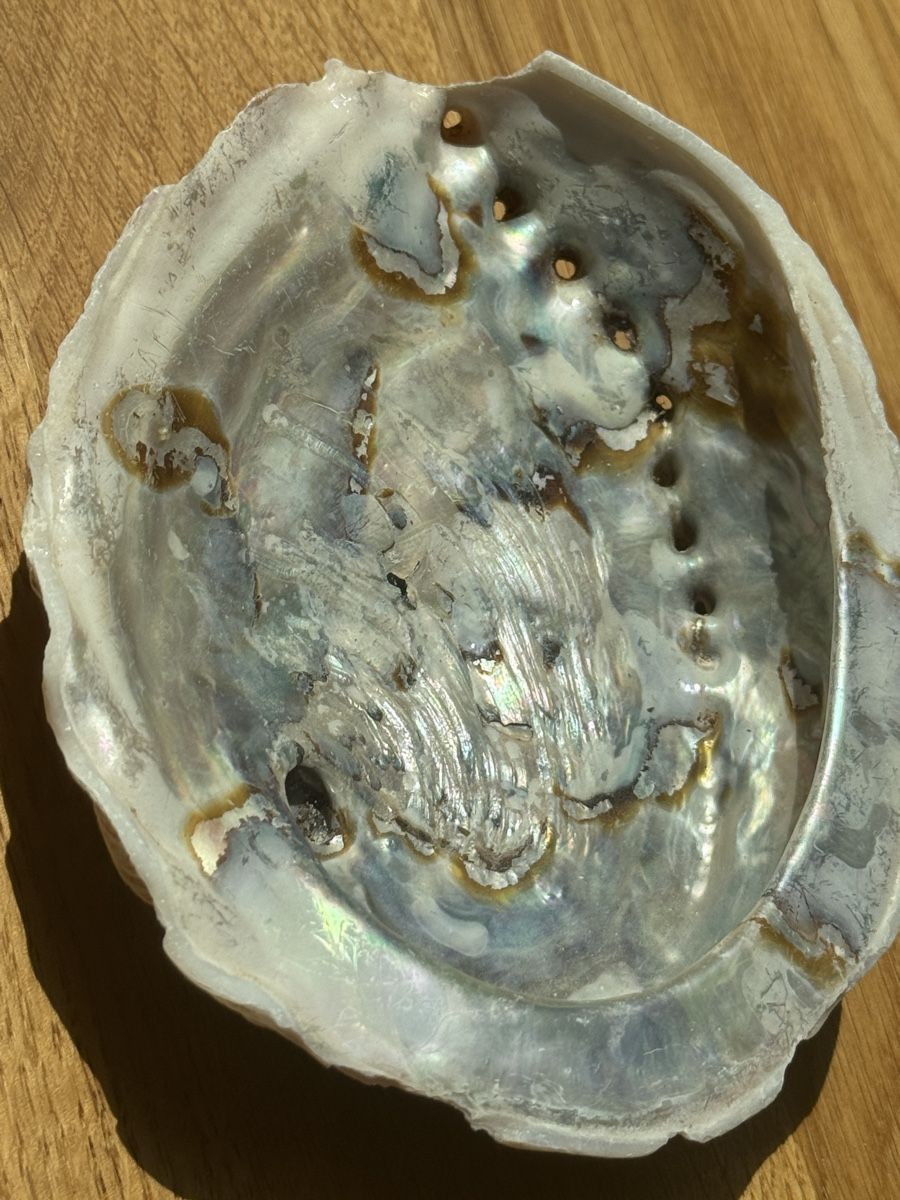 Fossilien: grosse Abalone Muschel -   Naturperlmutter – Neu (gemäss Beschreibung) aus Gurmels von topsommer 7
