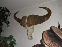 CRANE DE BUFFALO larg.1m.