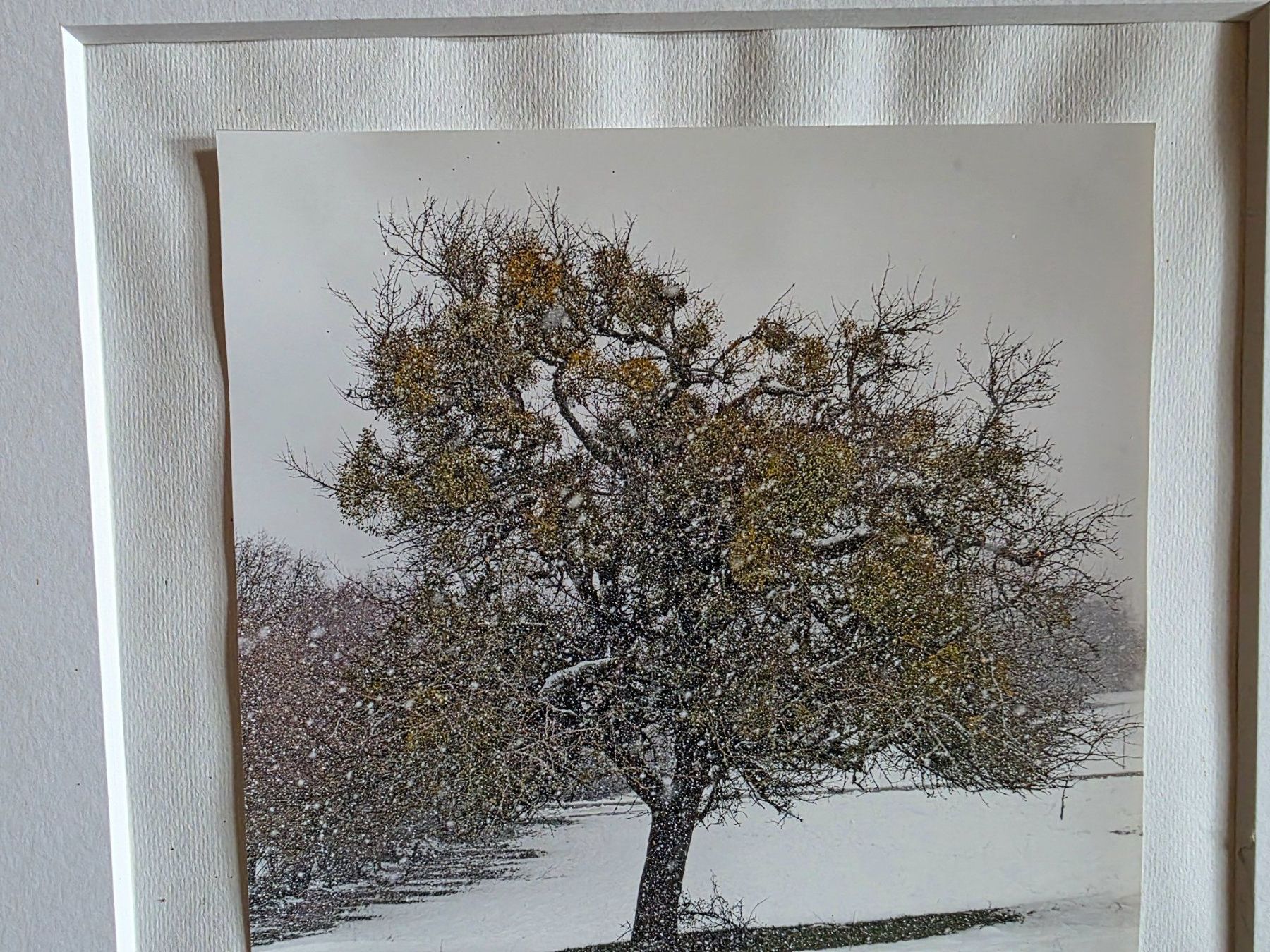 Foto & Immagini: Fotographie Bild wunderbarer Baum im Winter – Usato da Walterswil BE venduto da Lonitti 3
