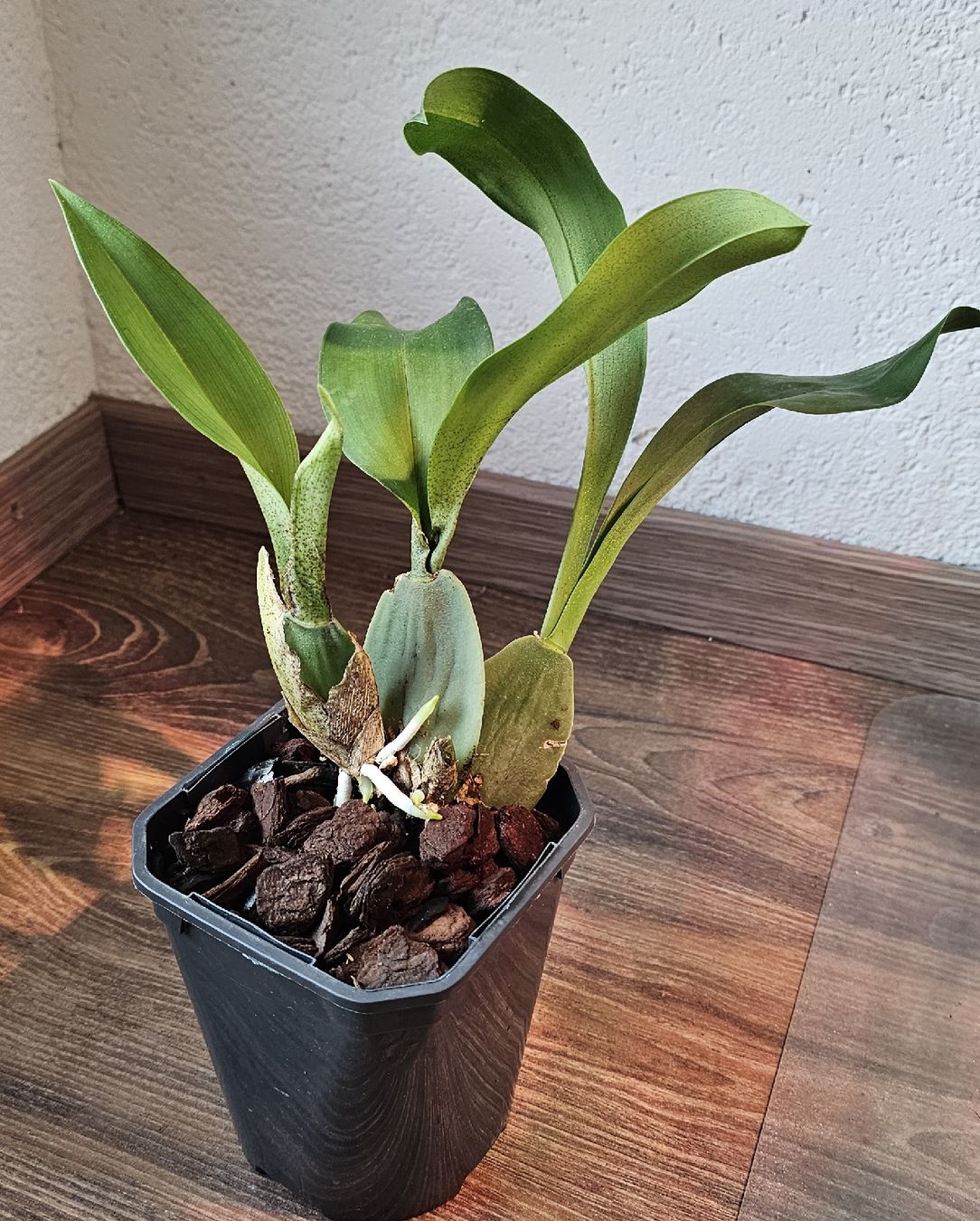 Piante & sementi: Orchidee Rossioglossum Rawdon Jester – Usato da Jona venduto da Smurnaya 1