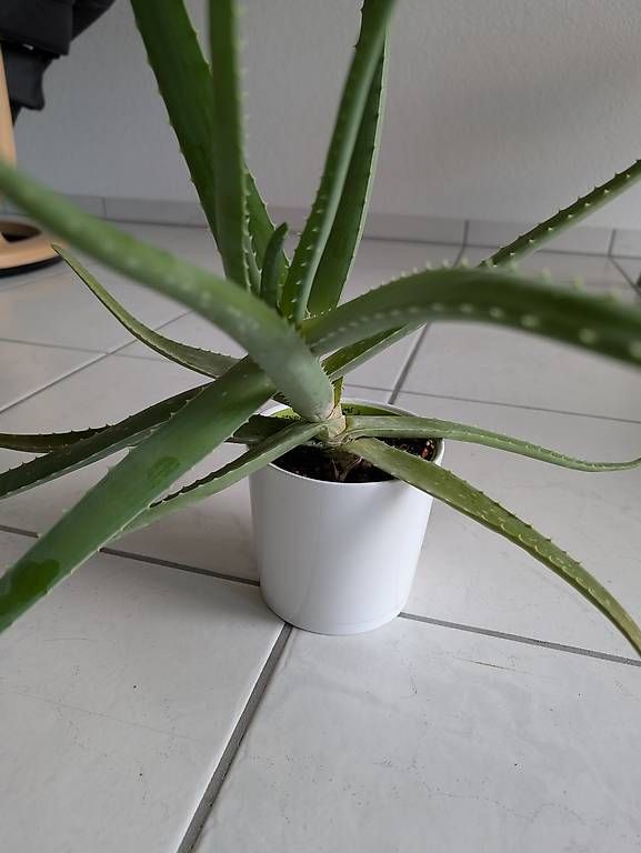 Pflanzen & Samen: Aloe Vera  – Gebraucht aus Bern von lux_m2w7