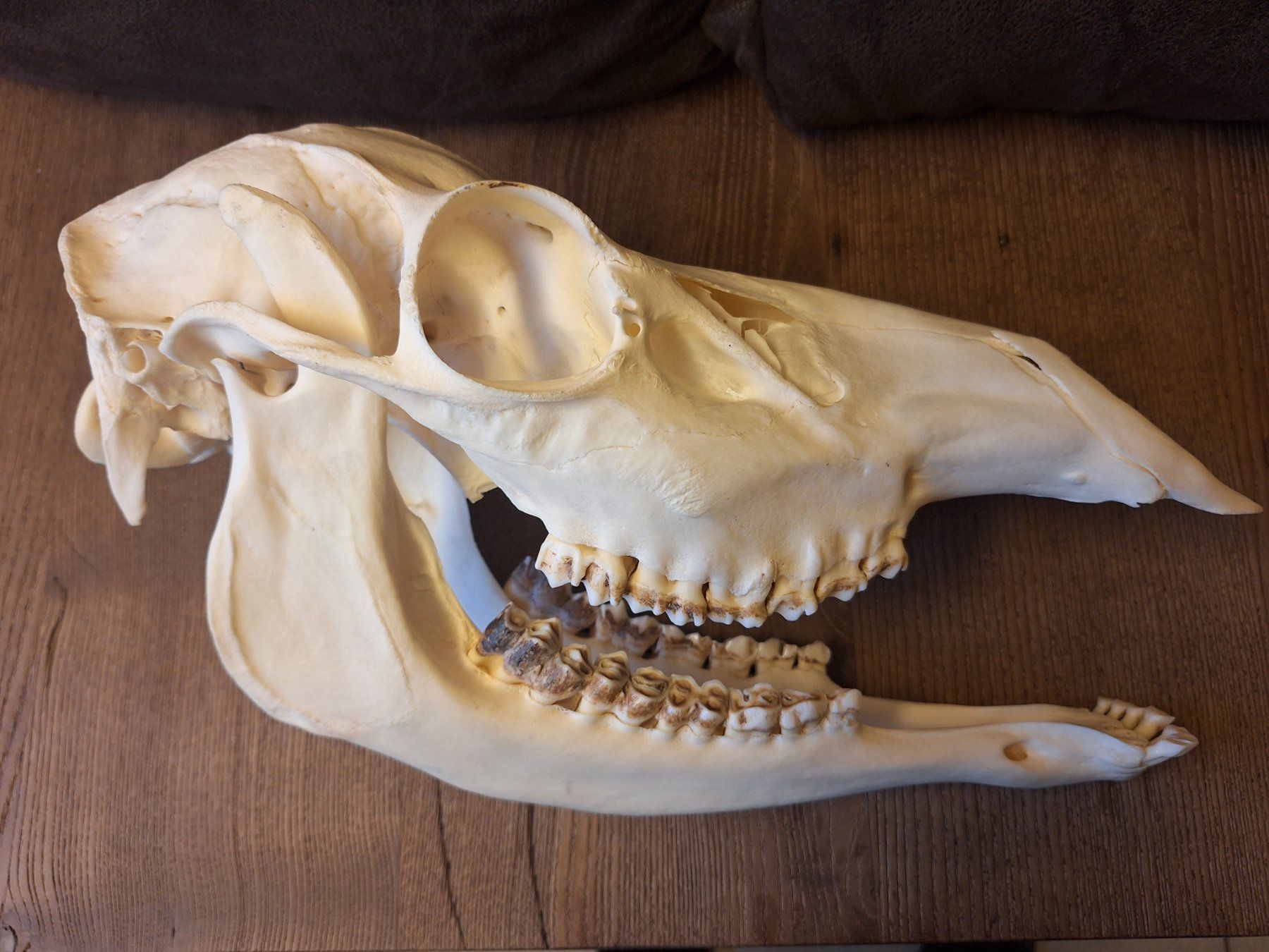 Il mondo degli animali: Rothirsch wbl. – Usato da Widnau venduto da skullcollector 2