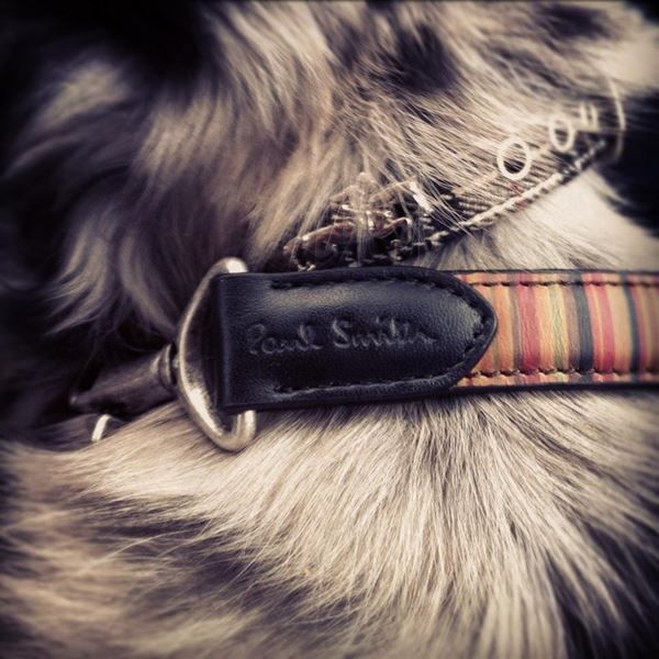 Paul smith 2025 dog lead