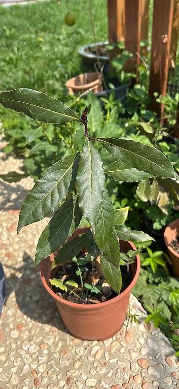 Piante & sementi: Piantine alloro e ibisco viola – Usato da Balerna venduto da Mara.B. 1