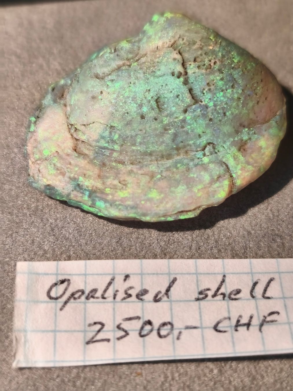 Fossili: Opalisierte Muschel, Fossil – Nuovo (secondo la descrizione) da Dieterswil venduto da Opal66