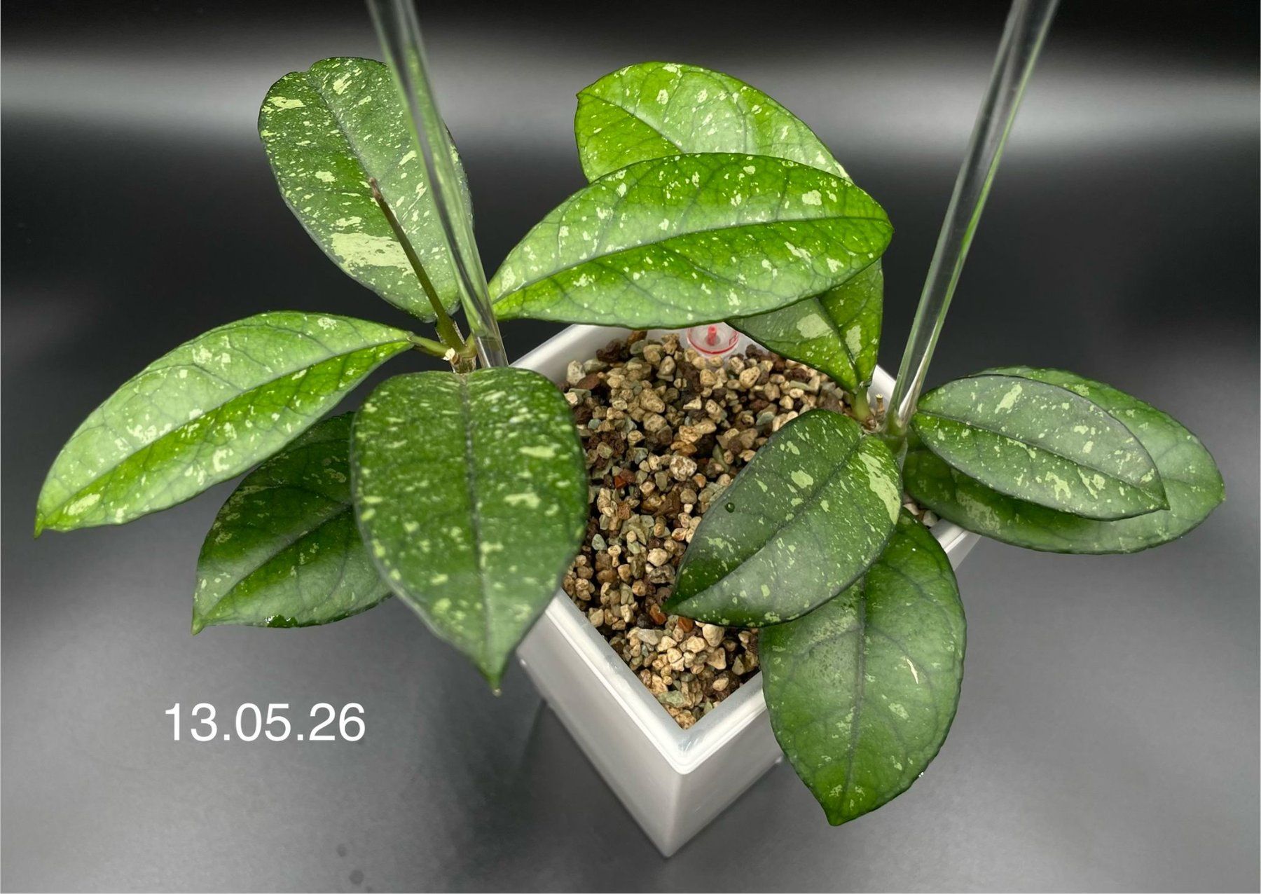 Piante & sementi: Hoya crassipetiolata in Semihydro – Nuovo (secondo la descrizione) da Bühler venduto da googelibear 1