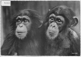 Zoologischer Garten Zürich - Junge Schimpansen