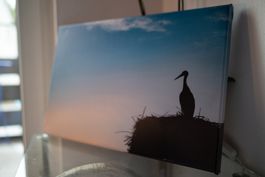 Stork on a house