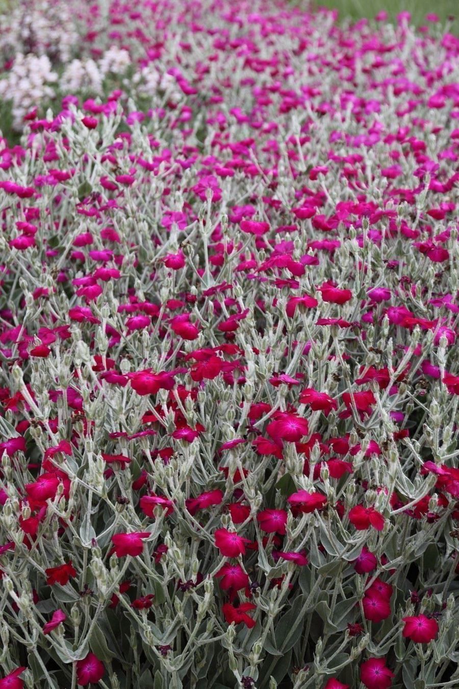 Piante & sementi: 500 Samen Lychnis Coronaria Vexiernelke – Nuovo (secondo la descrizione) da Ehrendingen venduto da VerveinaSamen 2