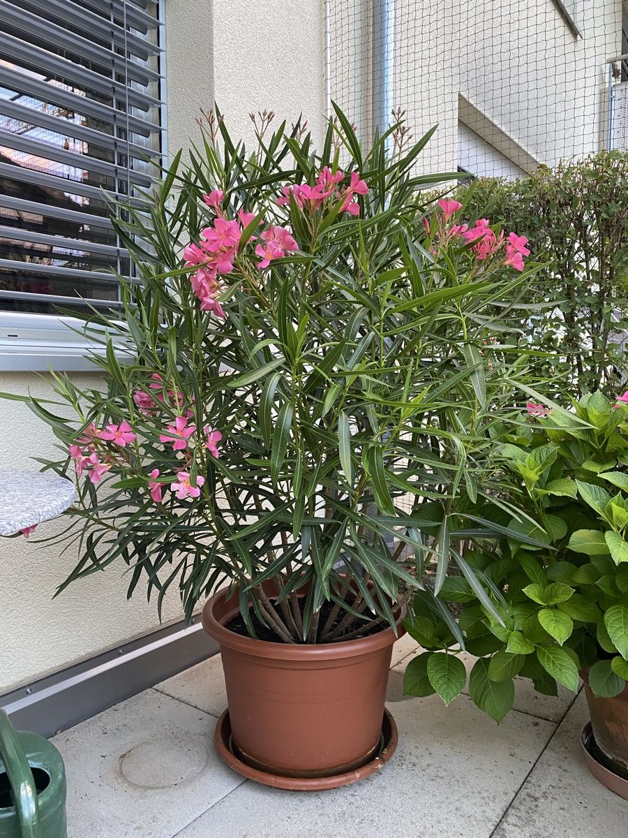 Pflanzen & Samen: Oleander rosa, Höhe 150 cm – Neu (gemäss Beschreibung) aus Alchenflüh von smart- 2