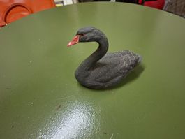 John Taylor Schwarzer Schwan BW87210 zu verkaufen!