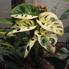 Profile image of JolaPlants