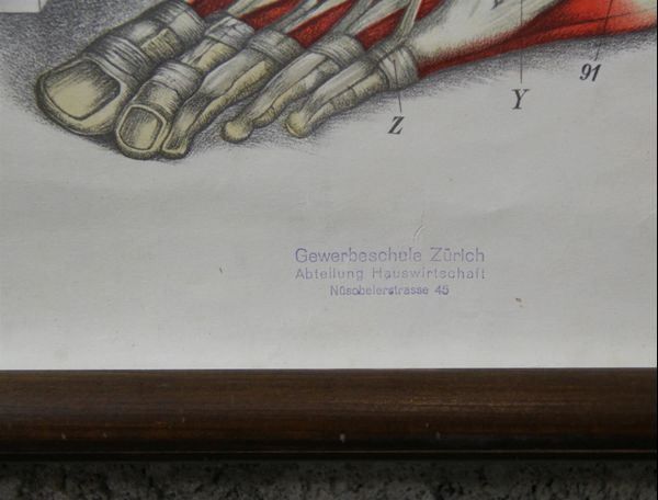 Foto & Immagini: Schulwandbild "Muskulatur" – Usato da Birrwil venduto da brandschatz_birrwil 2