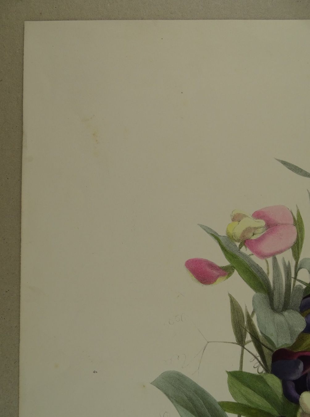Incisioni: FLEUR BLUME, LITHOGRAPHIE UM 1850 – Usato da Grüningen venduto da Kartensammler 3