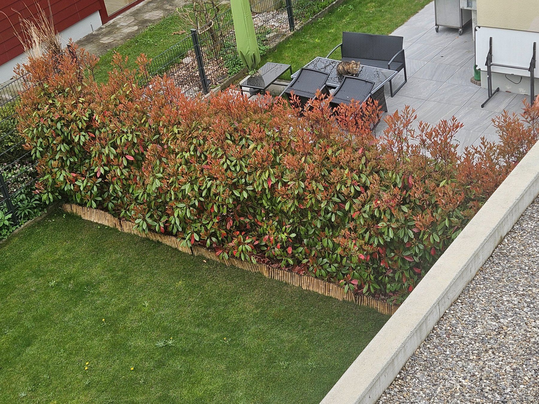 Piante & sementi: Photinia Red Robin – Usato da Luterbach venduto da Jeye 1